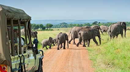 A group of elephants, including calves, crossing a dirt road in a grassy savannah in Kenya. A safari vehicle with tourists observing the scene is parked on the left side of the road. The background features open grasslands, scattered trees, and a clear blue sky, creating a classic African safari experience.