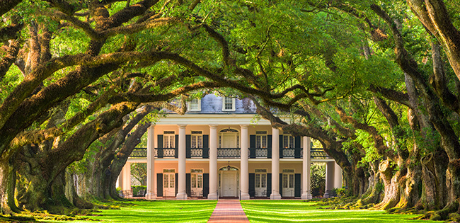 A majestic Southern plantation house with white columns and black shutters, framed by a stunning canopy of massive live oak trees draped with Spanish moss. The symmetrical trees create a natural archway leading to the historic estate, bathed in warm sunlight.