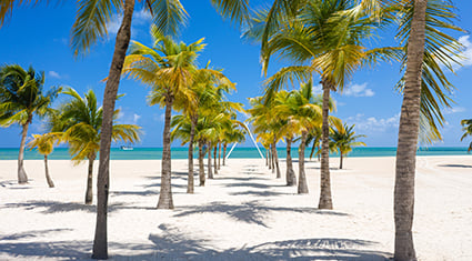 A picturesque view of a Miami, Florida beach, featuring rows of tall palm trees lining a path on soft white sand. The turquoise waters of the ocean shimmer in the background under a bright blue sky, creating a serene tropical atmosphere.