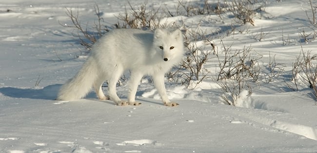 An arctic fox with a thick white winter coat stands on a snow-covered landscape in Churchill, Canada. Sparse vegetation and snowdrifts surround the fox as it looks toward the camera, blending seamlessly into its icy environment. The scene highlights the stark beauty of the Arctic tundra.