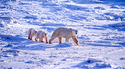Three polar bears—an adult and two cubs—walk in a single file across the snow-covered tundra in Churchill, Canada, known as the 'Polar Bear Capital of the World.' The vast, icy expanse showcases the stark beauty of the Arctic wilderness under a clear sky.