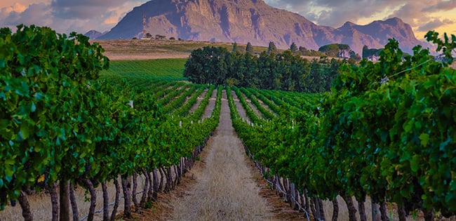 A scenic view of a vineyard in South Africa, with rows of lush green grapevines leading toward a backdrop of majestic, rugged mountains under a vibrant sky with clouds lit by the setting sun. The landscape exudes a serene and picturesque atmosphere.