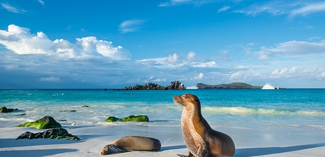 A picturesque beach in the Galapagos Islands featuring two sea lions resting on the white sand near the turquoise ocean. The water is calm, with small islands visible in the distance under a bright blue sky with scattered clouds. Moss-covered rocks add texture to the shoreline.