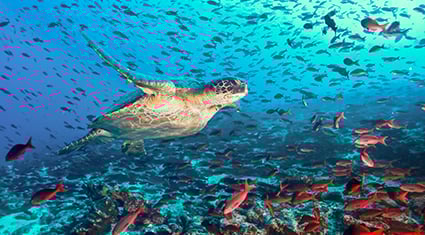 A vibrant underwater scene in the Galapagos Islands featuring a sea turtle swimming gracefully among a school of red and black fish. The clear blue water highlights the colorful coral reef below, teeming with marine life.