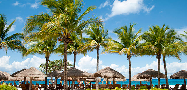 A tropical beach scene in the Caribbean with palm trees, thatched umbrellas, and lounge chairs overlooking the ocean under a sunny sky.