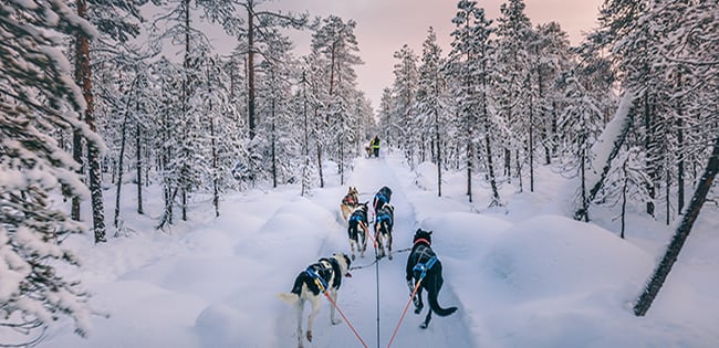 A team of huskies pulls a sled through a snowy forest in Finnish Lapland, surrounded by snow-covered trees under a soft winter sky.