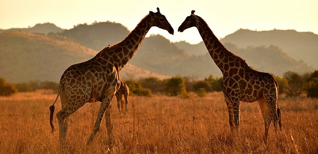 Two giraffes stand facing each other in tall golden grass during sunset in the African savanna. Silhouetted mountain ridges form the backdrop, bathed in a soft amber glow.