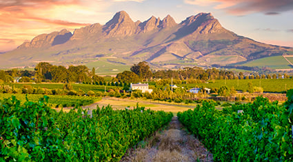 A panoramic view of a lush vineyard in South Africa, with rows of grapevines leading toward a white farmhouse nestled in the valley. Towering mountains rise dramatically in the background under a warm, colorful sunset sky.