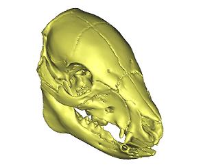 image of animal skull