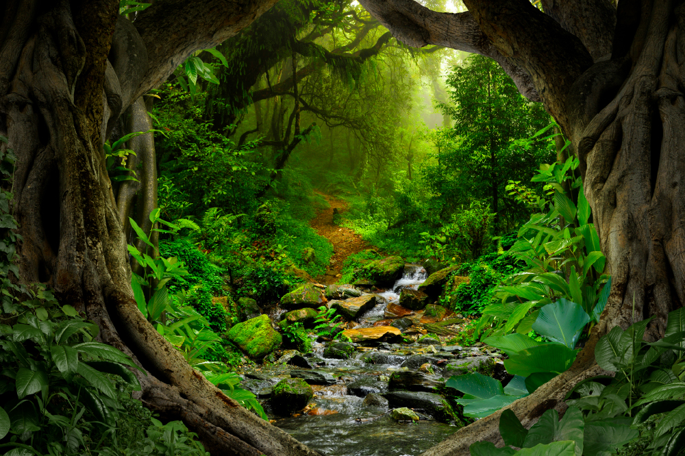 Tropical rain forest with a trail surrounded by trees.