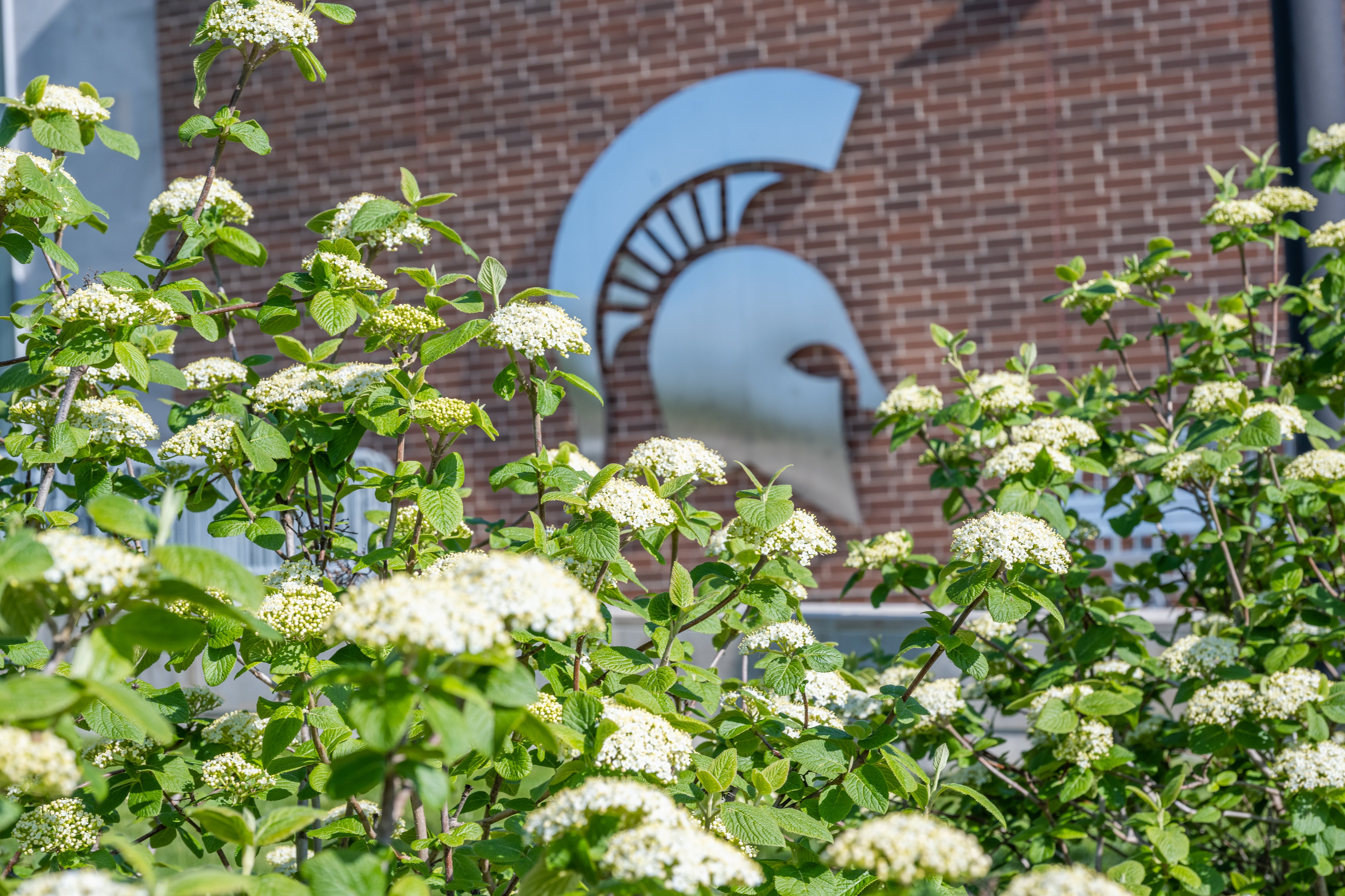 A metal Spartan helmet logo displayed against a brick building with white flowers blooming in front of it.