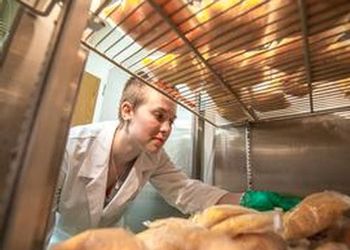 Julia Brantsen, recipient of the G. Malcolm Trout Scholarship, examines cheese samples for quality control testing in the lab of Dr. John Patridge.