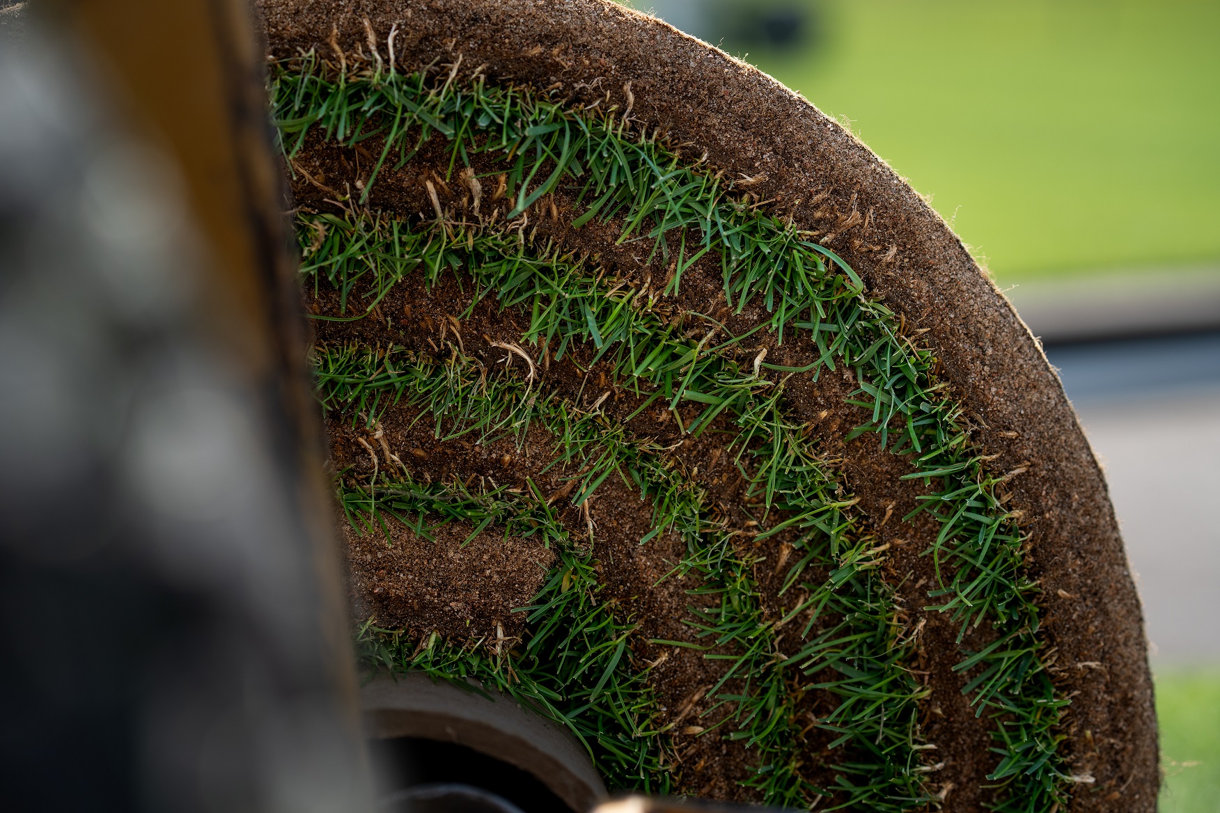 MSU Turfgrass 1