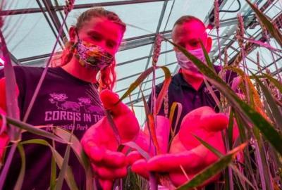 MSU students studying agriculture