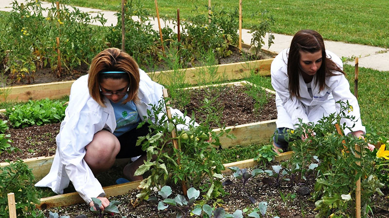 MSU Extension