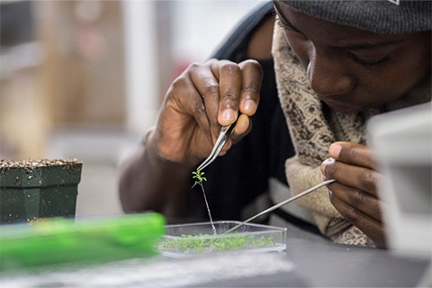 A student holding thin tweezers in each hand hunches over a small dish on a table pulling a green strand from a small bunch of green materials.