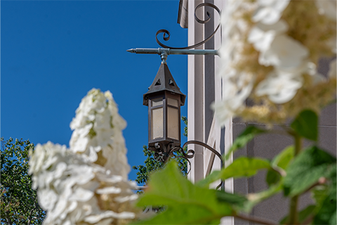 A lantern on MSU's campus is foregrounded by blossoming white flowers.