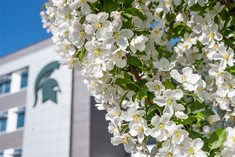 Blossoming white flowers in front of Spartan helmet on Spartan Stadium