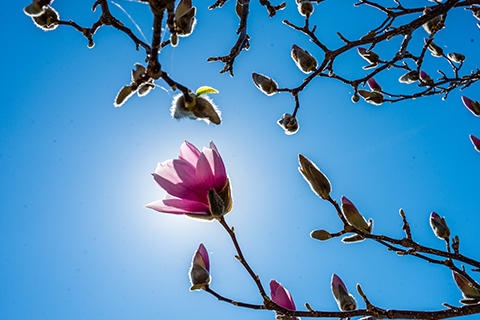Pink tree blossom backlit by blue sky and sunlight