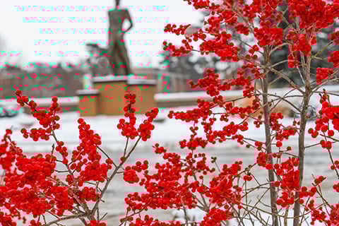 MSU's Sparty status is in the background and out of focus, while being foregrounded by bright red berries on a tree branch on a winter day.