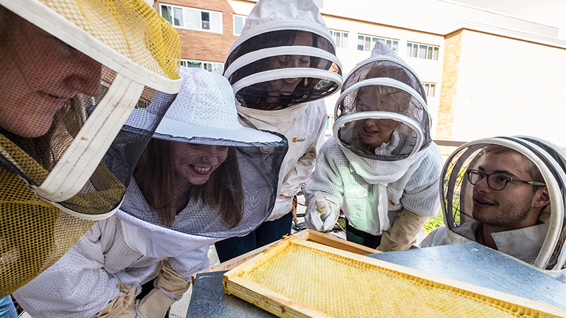 Students in beekeeping suits examine a honeycomb frame during a hands-on lab activity for an environmental science degree.