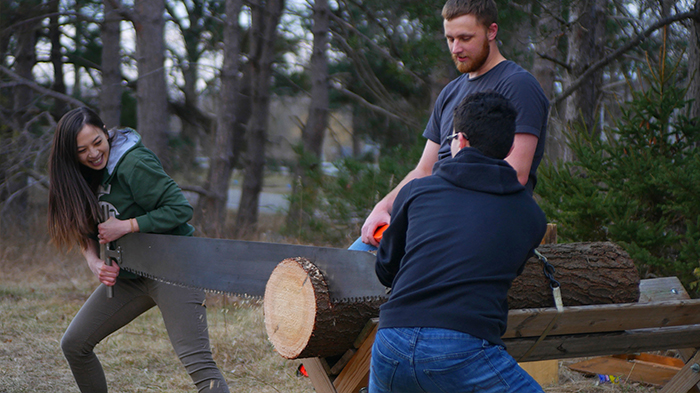 MSU students cutting through a large log using a two-person crosscut saw.