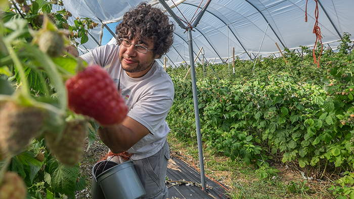 An MSU student tends to plants inside a greenhouse.