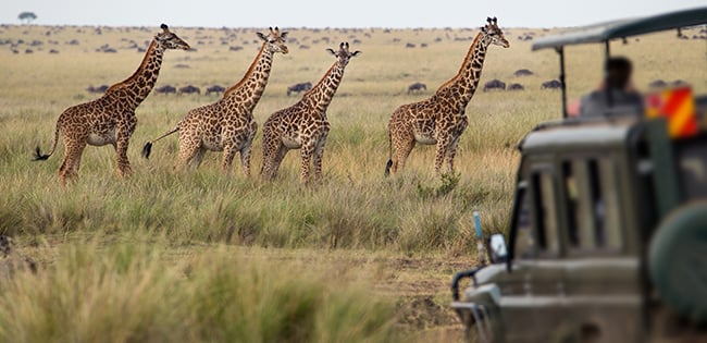A group of four giraffes standing in a grassy savannah in Tanzania, with a safari vehicle and a person observing them in the foreground. The open landscape extends into the distance with scattered wildlife visible in the background.
