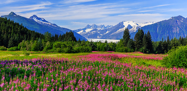 A vibrant field of pink fireweed flowers stretches toward snow-capped mountains and a glacier in Southeast Alaska, with pine trees and a bright blue sky in the background.