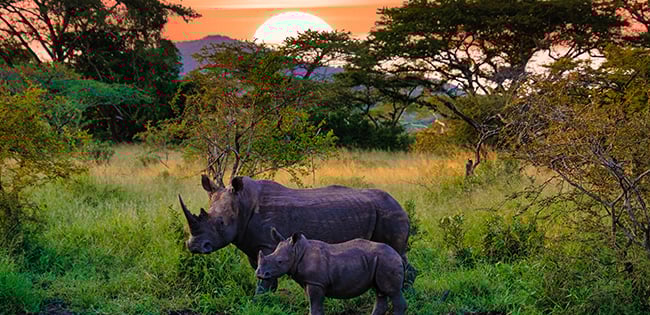 A mother and baby rhinoceros walk through the grassy savannah at sunset in Africa, with acacia trees and distant hills silhouetted by the golden sky.