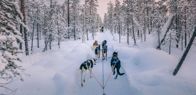 View from a sled behind a team of Alaskan Huskies racing through a snow-covered forest trail during a winter dog sledding adventure in Michigan’s Upper Peninsula.