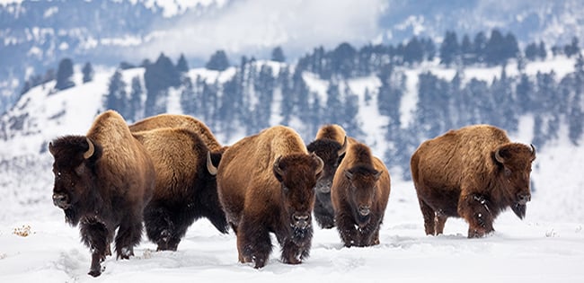 A herd of American bison walk through snowy terrain in Yellowstone National Park, with pine trees and mountains in the background.