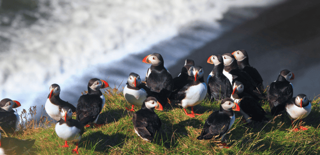A group of puffins stands on a grassy cliff as waves crash below, black-and-white bodies and bright orange beaks visible.