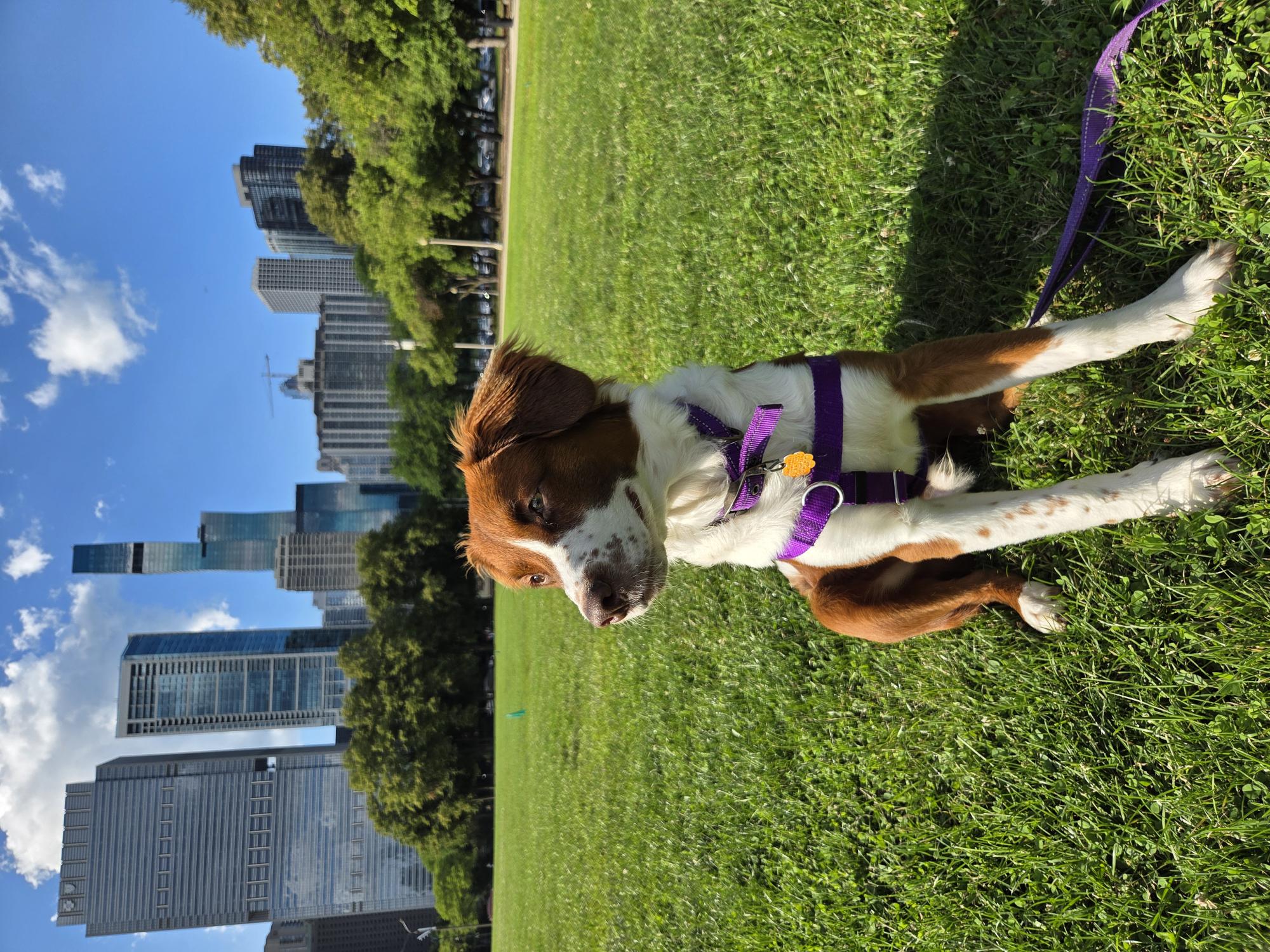 A brown and white dog sits in a grassy field.