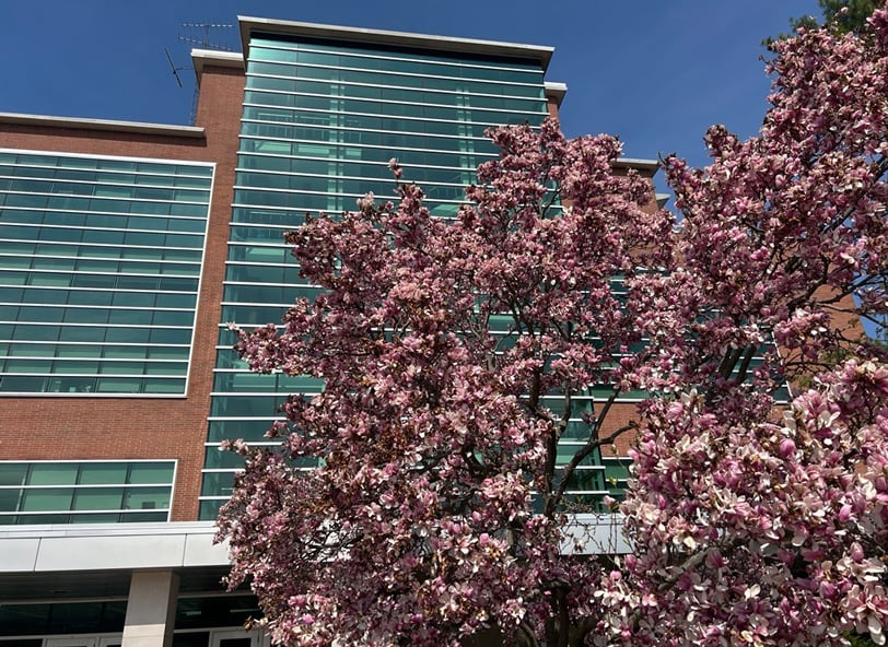 Erickson Hall in springtime. Erickson is 5 stories tall and comprised of reddish brick and horizontal windows. In front of the building, a magnolia tree is in bloom.