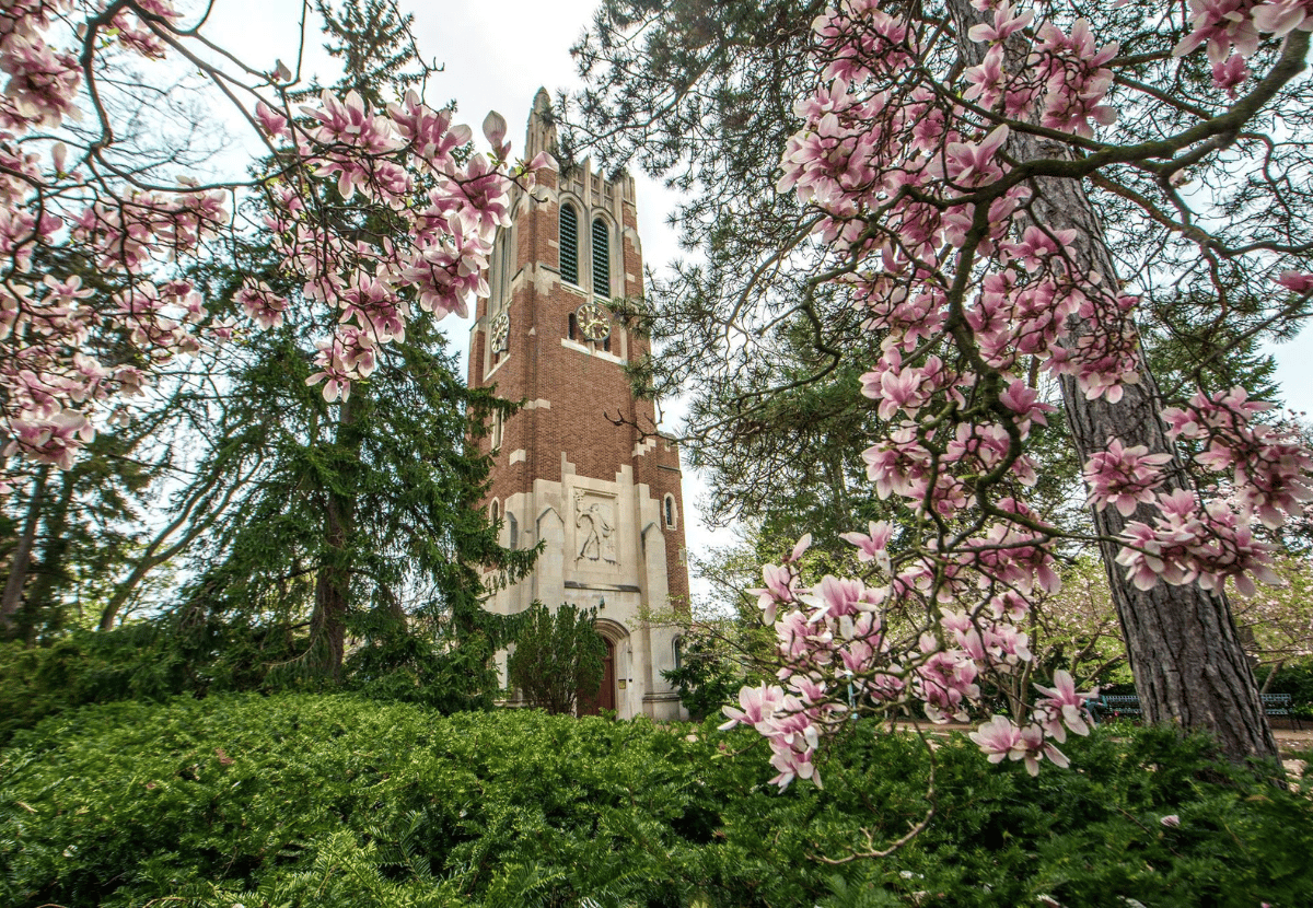 The MSU Beaumont Tower surrounded by pink flowering trees and green bushes.
