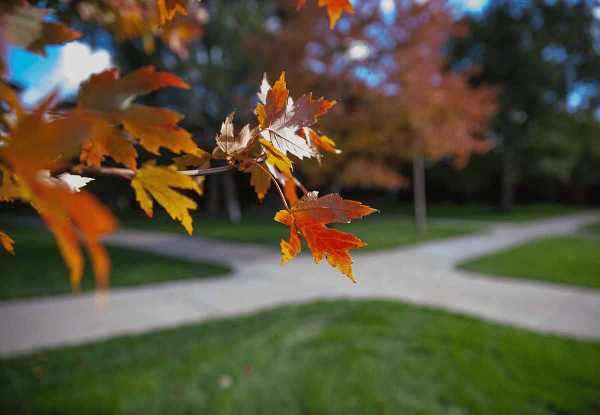 A branch of fall leaves in focus across the center of the image with a walkway and other fall trees out of focus in the background