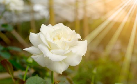 A close-up of a white rose in full bloom, surrounded by green leaves. Sunlight streams into the image from the top right corner, creating a warm, golden glow.