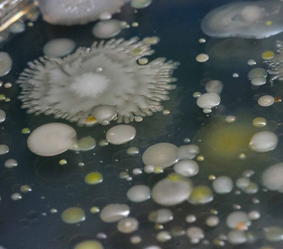 Close up of a dish containing a rapid biosensor test for foodborne pathogens.