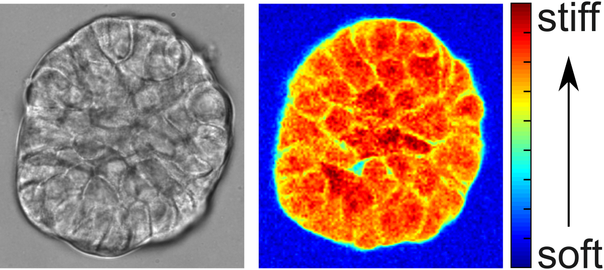 Left, bright-field image of a cell cluster. Right, corresponding stiffness map acquired by Brillouin microscopy.