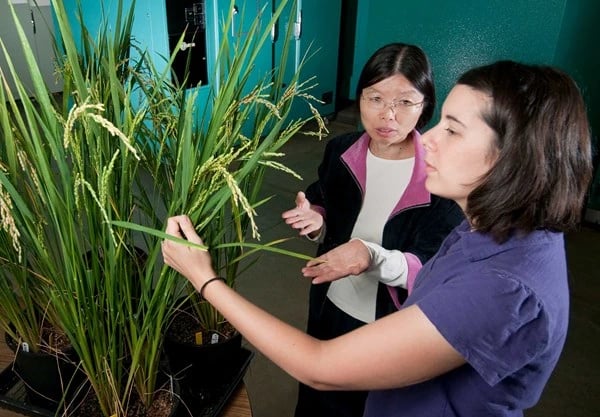 MSU professor evaluates a rice experiment with graduate student