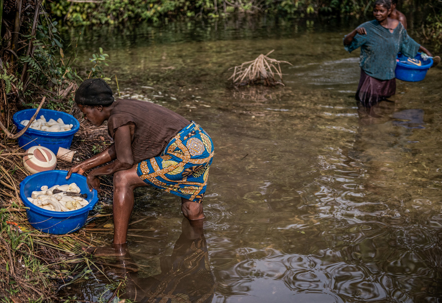 People gathering cassava root from a Congolese river