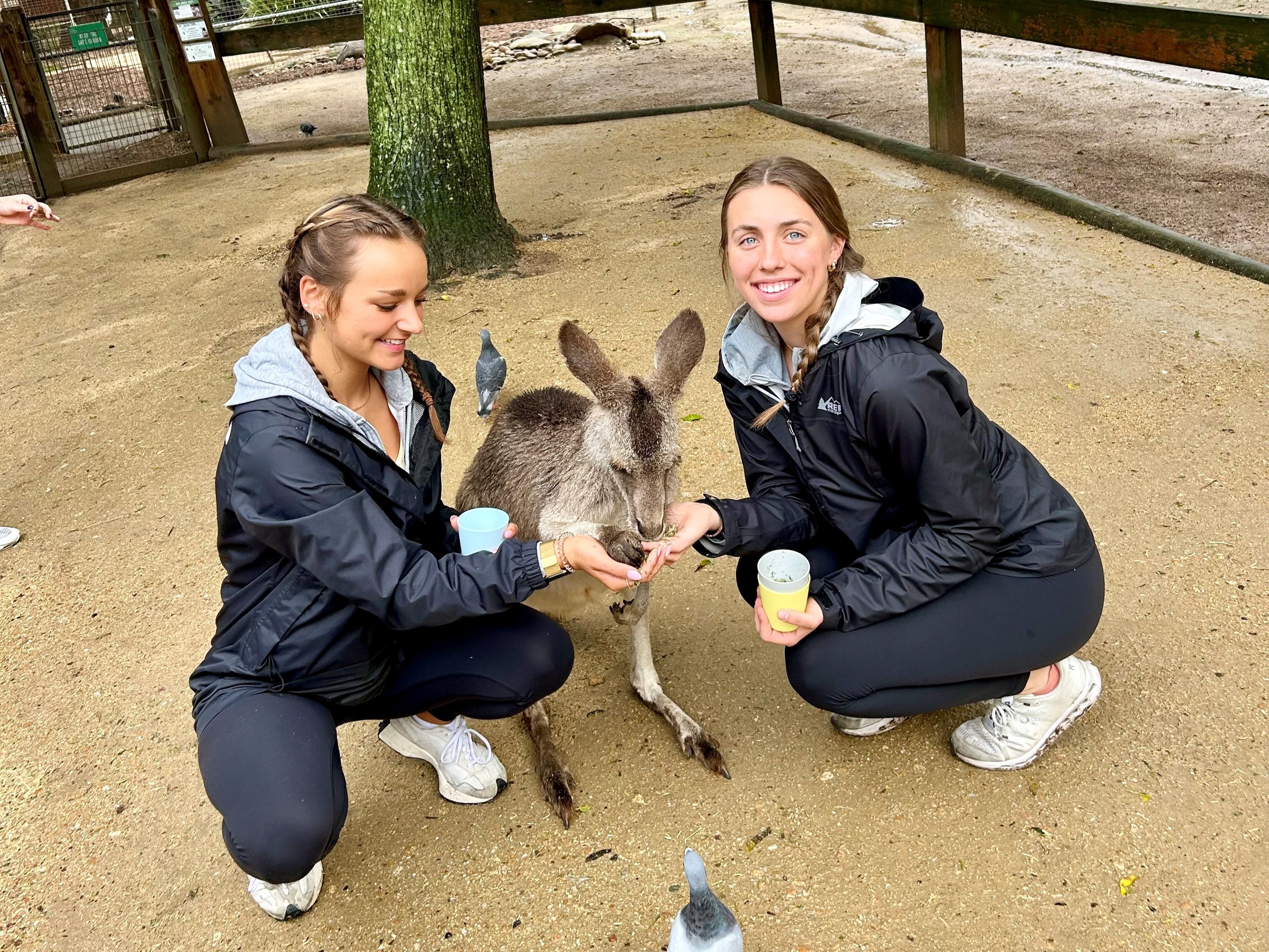Two women petting kangaroos.