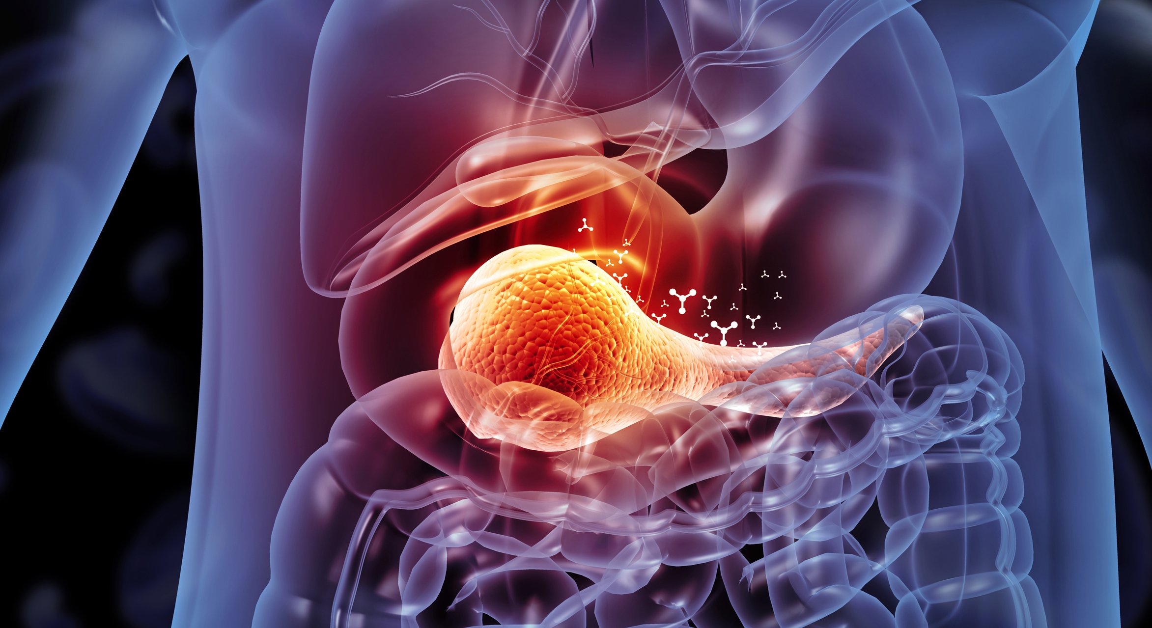 Human pancrease 3D anatomical illustration