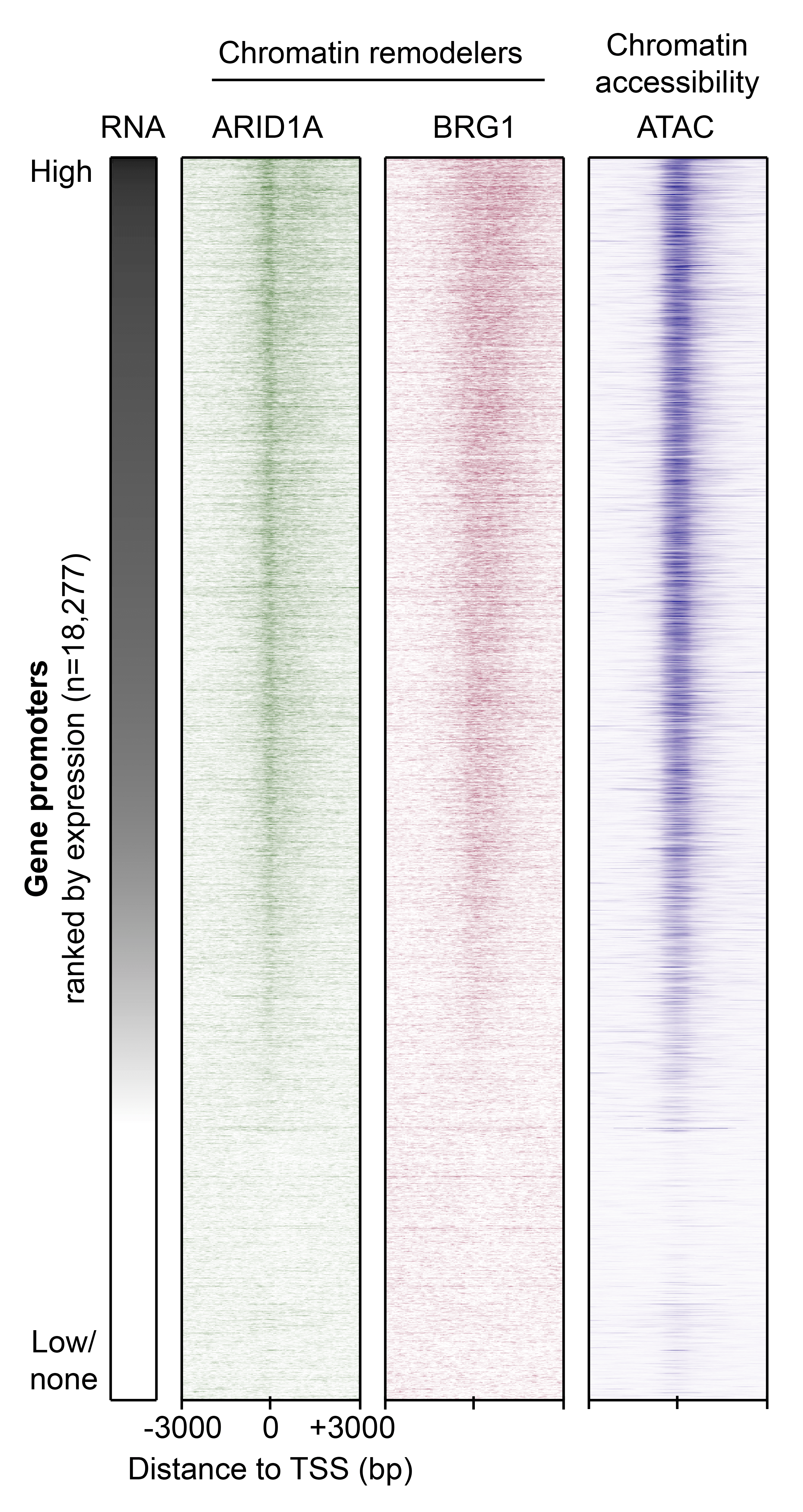 Chromatin remodelers and Gene promoters