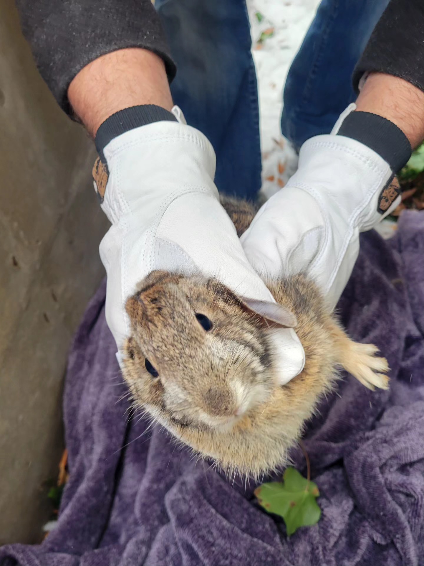 bunny1