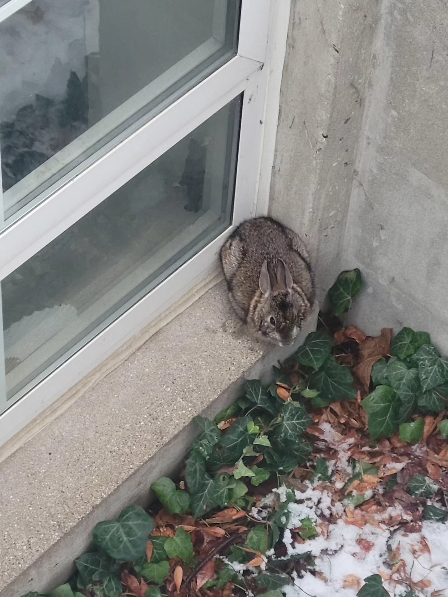 bunny2