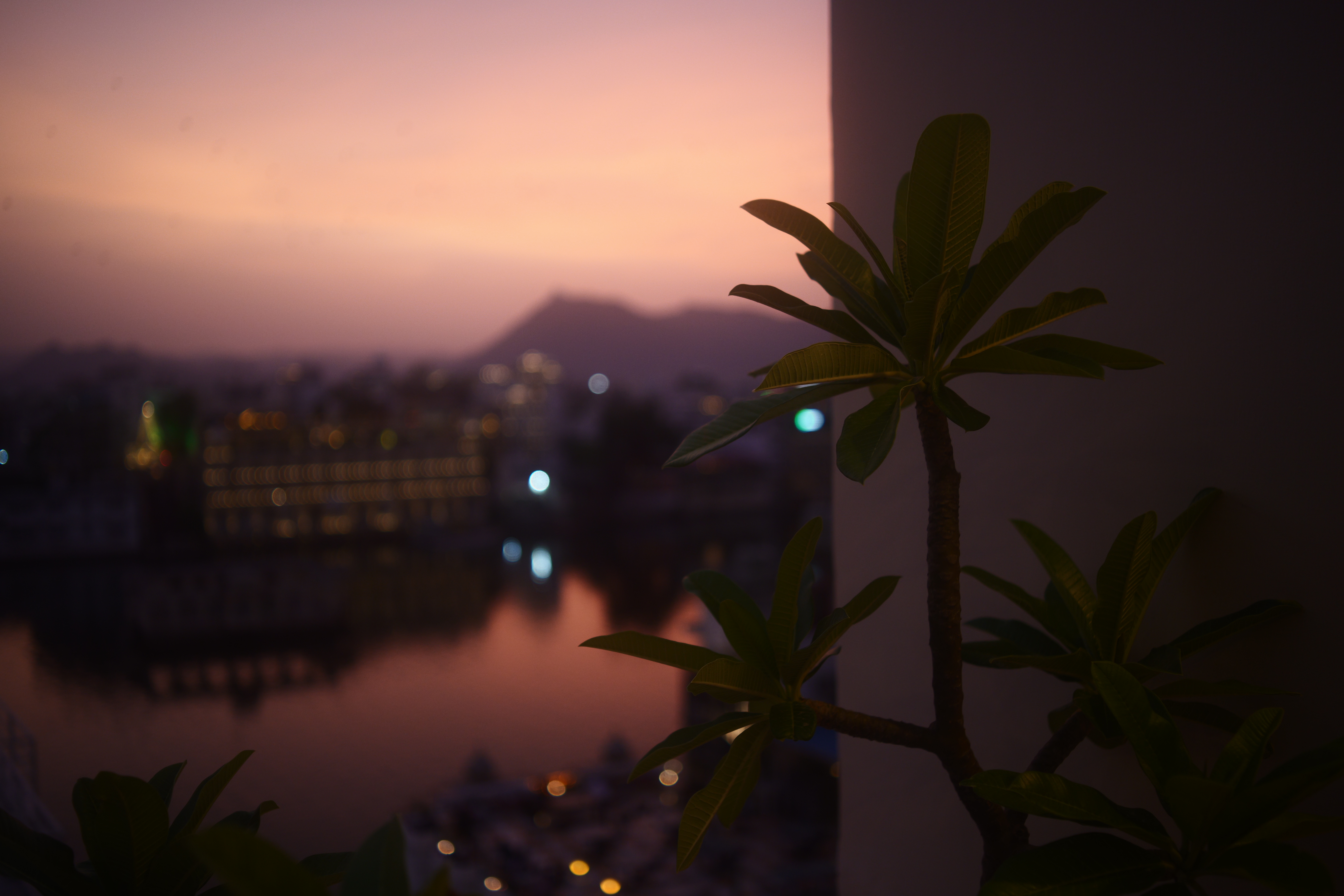 Silhouetted tropical plant in the foreground overlooking a city skyline and water at sunset, with mountains visible in the distance.