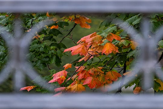 Flowers seen through a fence.