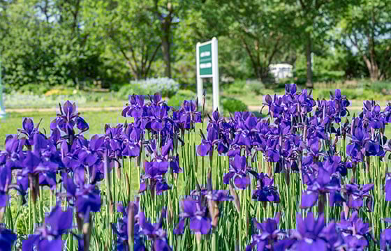 Flowers seen through a fence.